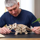 Triceratops